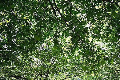 街霸老将梅原大吾重新登顶《街头霸王6》世界天梯排行第一