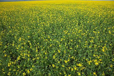 错怪V社了 《骑马与砍杀:战团》模组《光州跑男》是作者自己删除